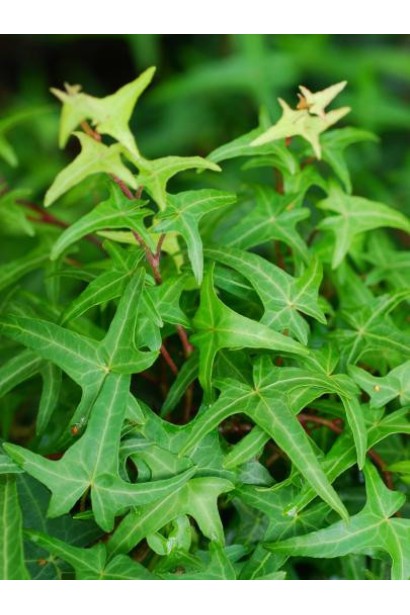 Hedera helix ’Sagittifolia’